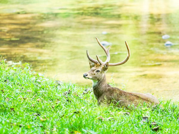 Maenam Wildlife Sanctuary